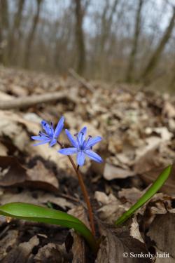Scilla bifolia agg. 2.Kép