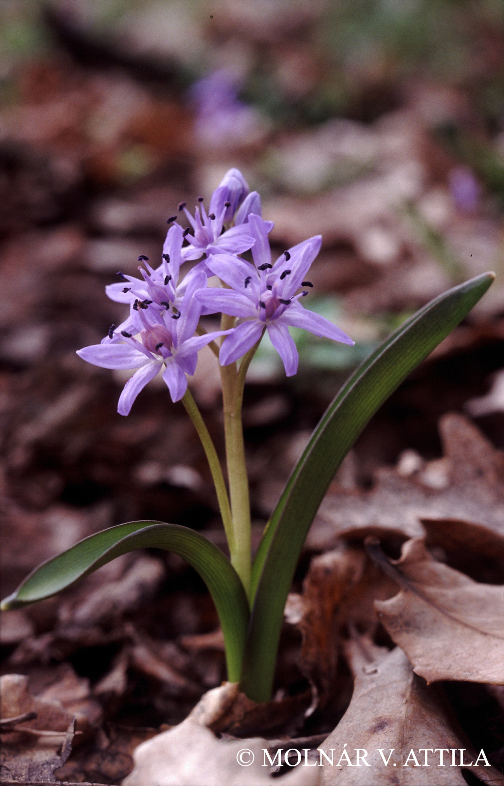 Scilla drunensis Speta