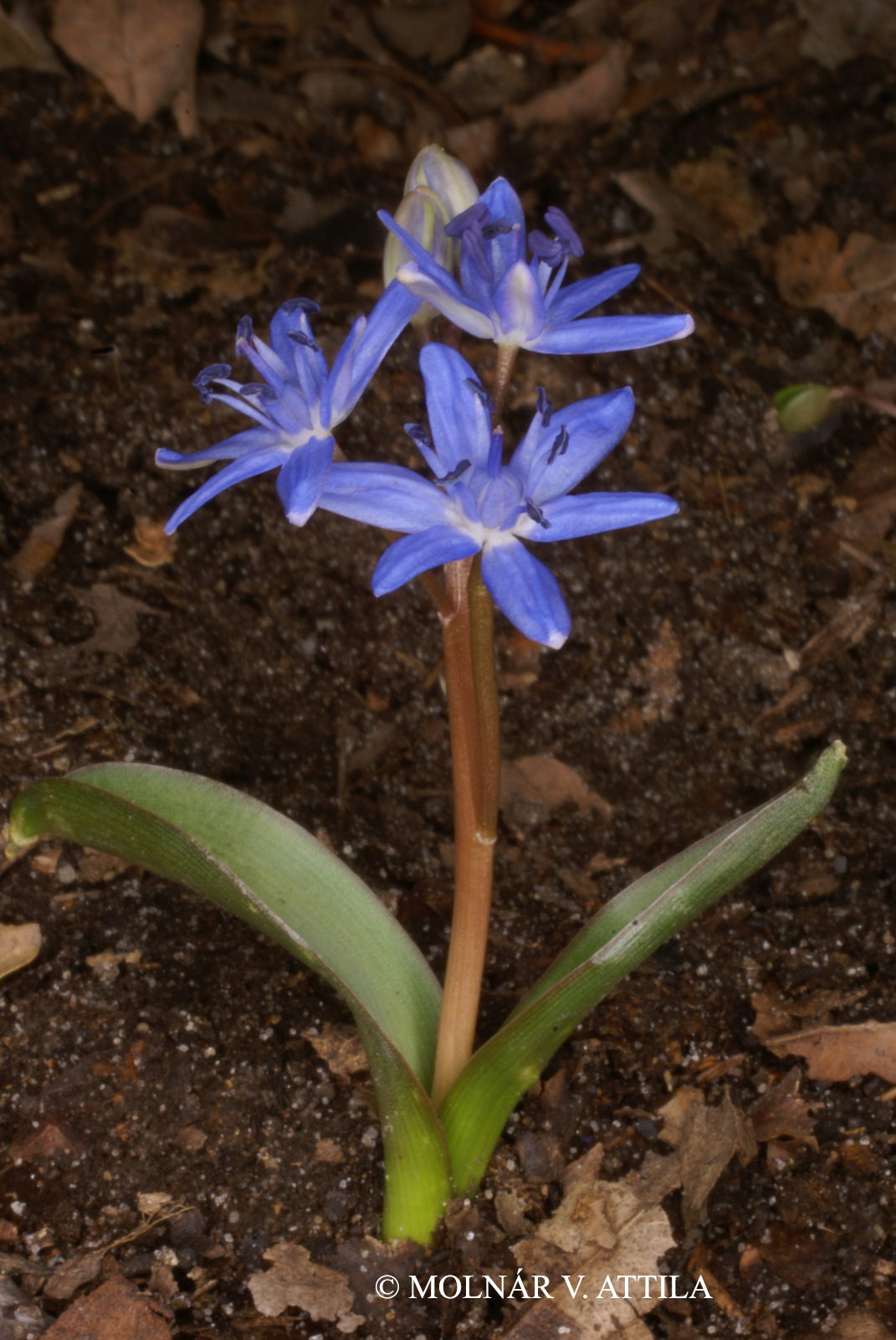 Scilla vindobonensis Speta
