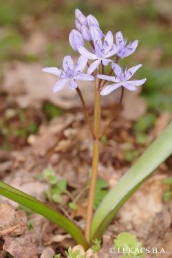 Scilla vindobonensis Speta 2.Kép