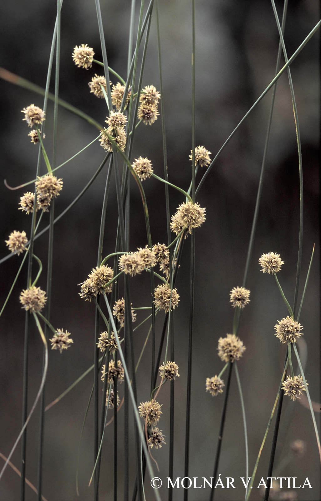 Scirpoides holoschoenus (L.) Soják