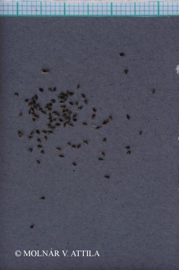 Scirpoides holoschoenus (L.) Soják 2.Image