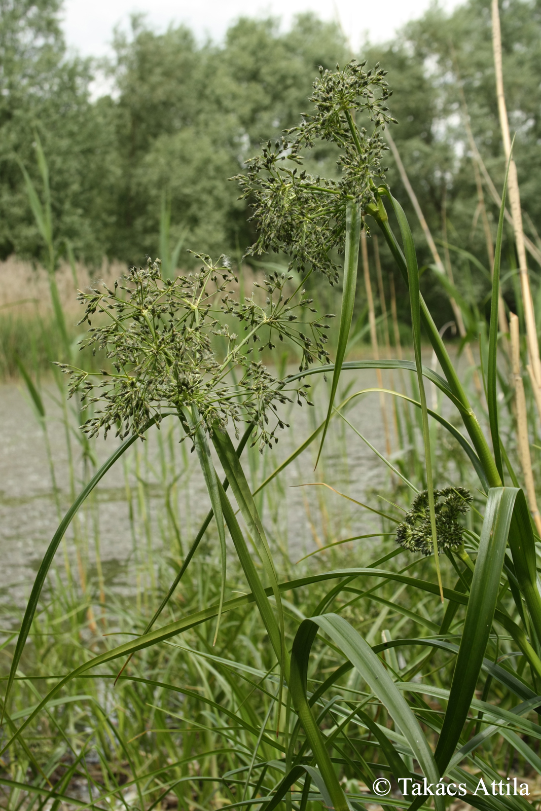 Scirpus radicans Schkuhr