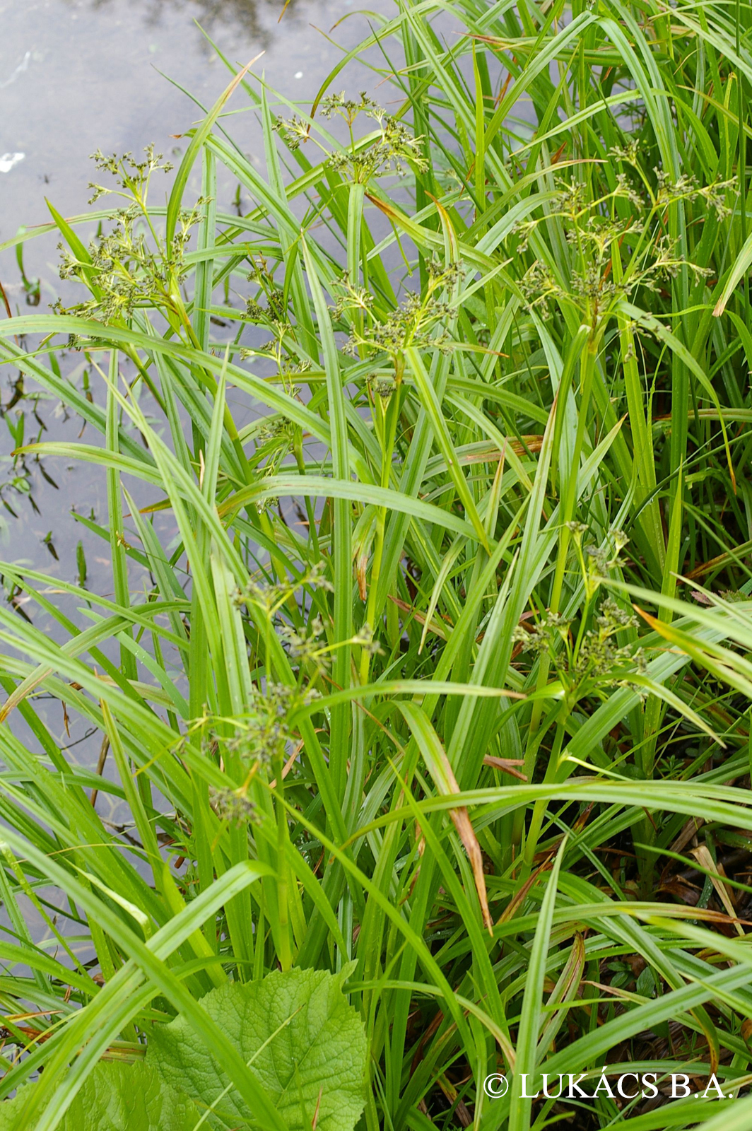 Scirpus sylvaticus L.