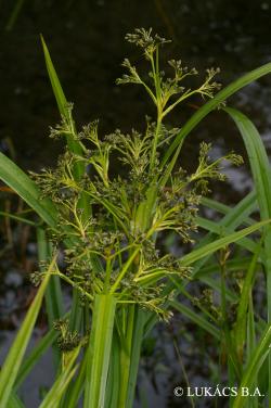 Scirpus sylvaticus L. 2.Image