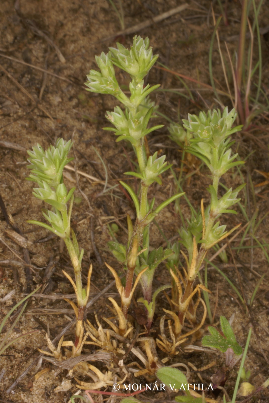 Scleranthus annuus L.