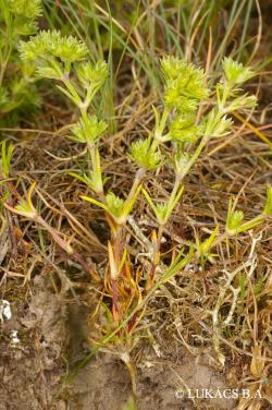 Scleranthus annuus L. 2.Image