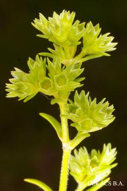 Scleranthus annuus L. 3.Image