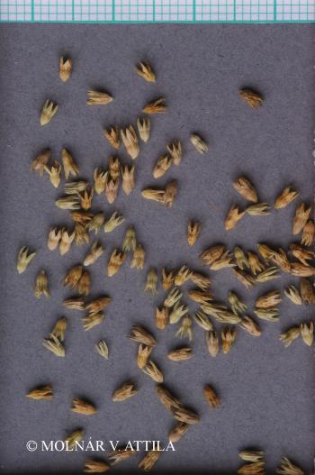 Scleranthus annuus L. 4.Image