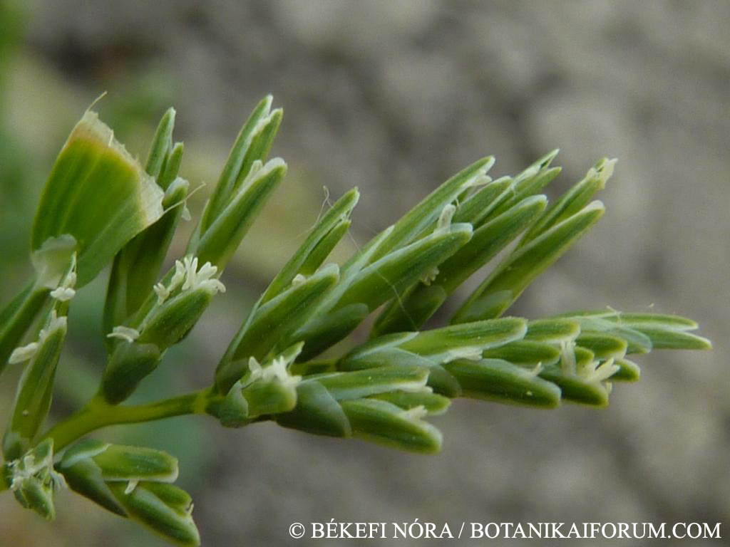 Sclerochloa dura (L.) Beauv.