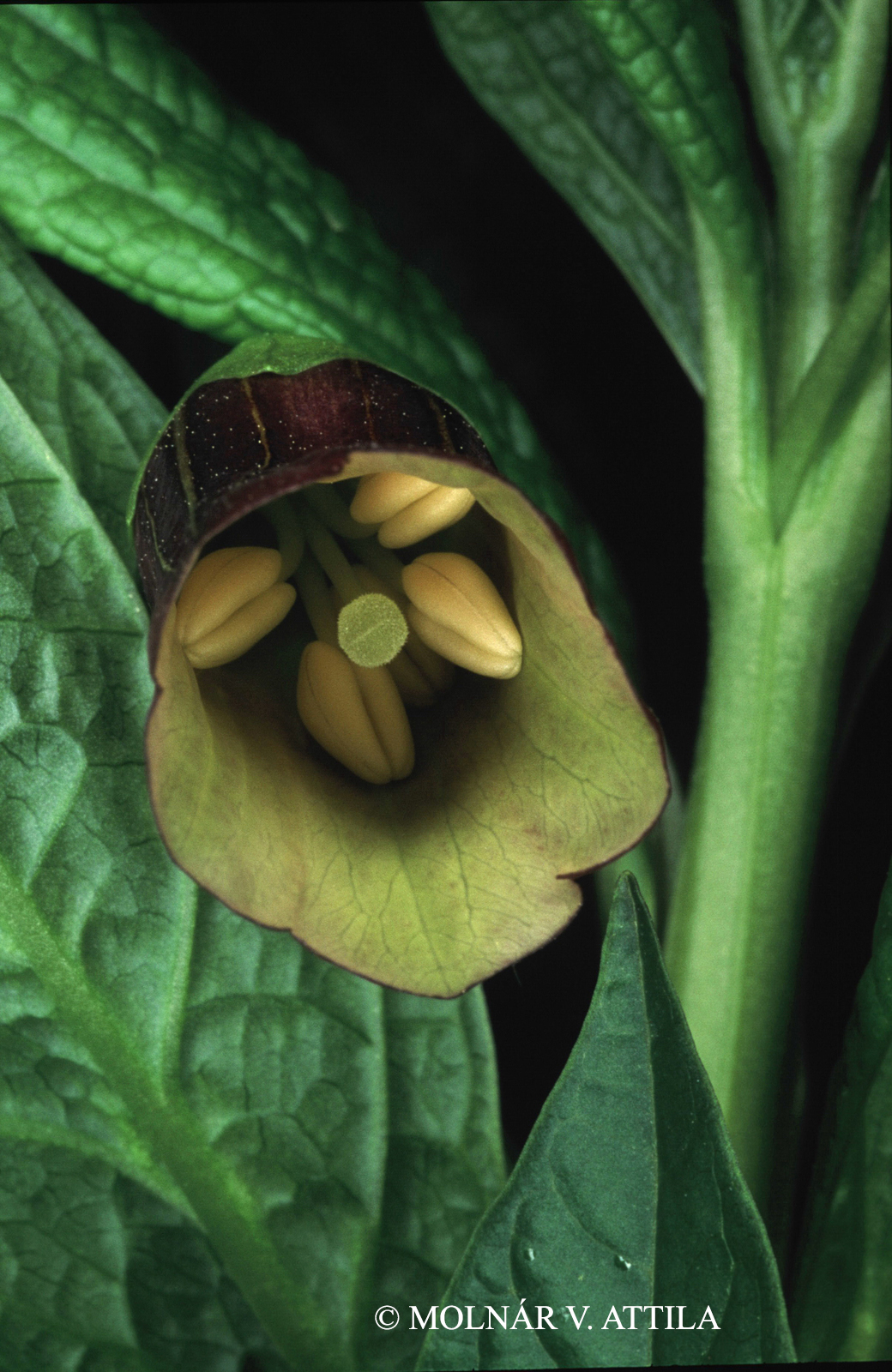 Scopolia carniolica Jacq.