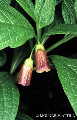 Scopolia carniolica Jacq. 2.Kép