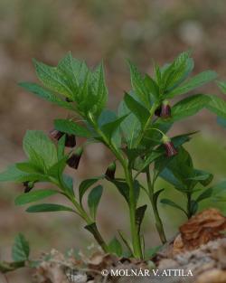 Scopolia carniolica Jacq. 3.Kép