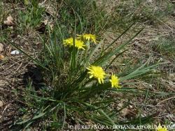 Scorzonera austriaca L. 2.Kép