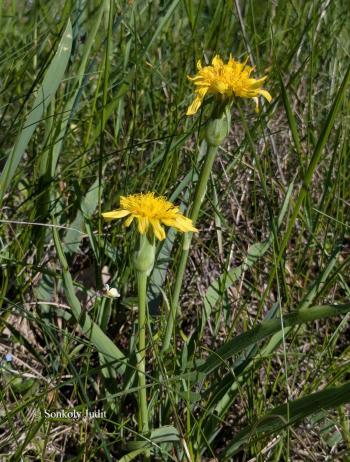 Scorzonera austriaca L. 4.Kép