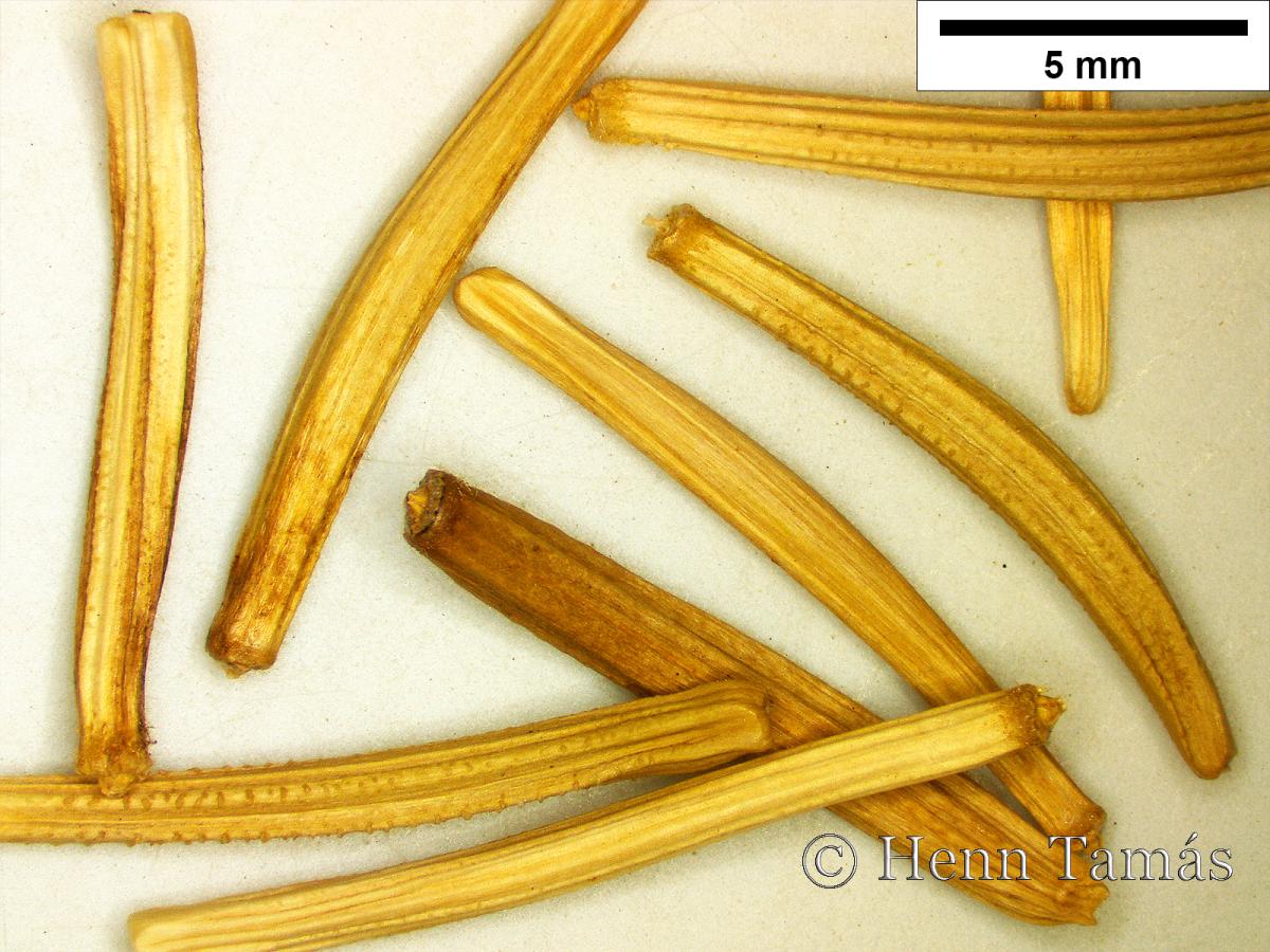 Scorzonera hispanica L.