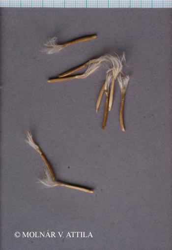 Scorzonera hispanica L. 2.Kép