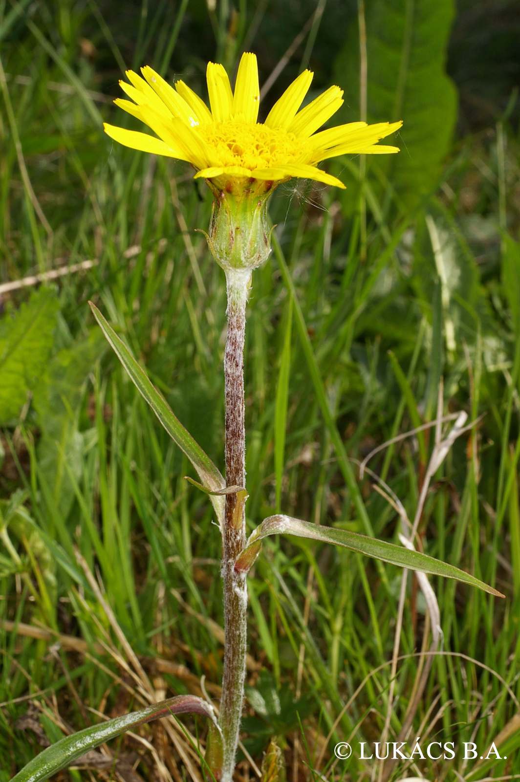 Scorzonera humilis L.
