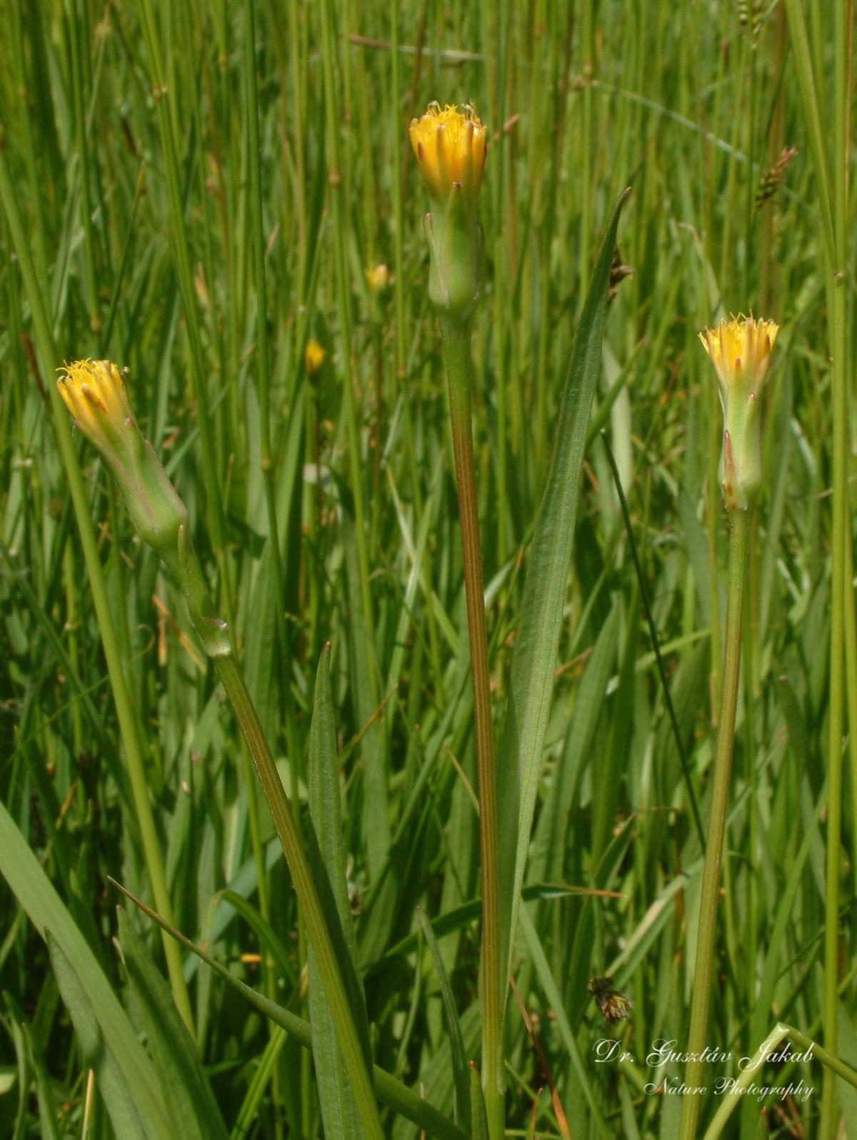 Scorzonera parviflora Jacq.