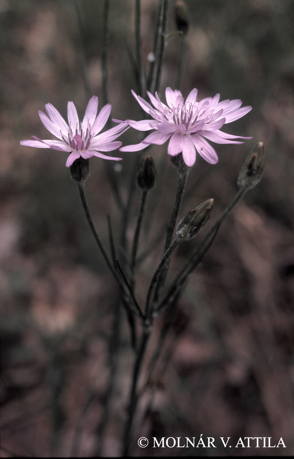 Scorzonera purpurea L.
