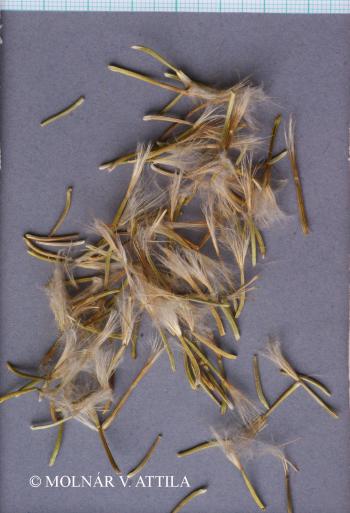 Scorzonera purpurea L. 2.Kép