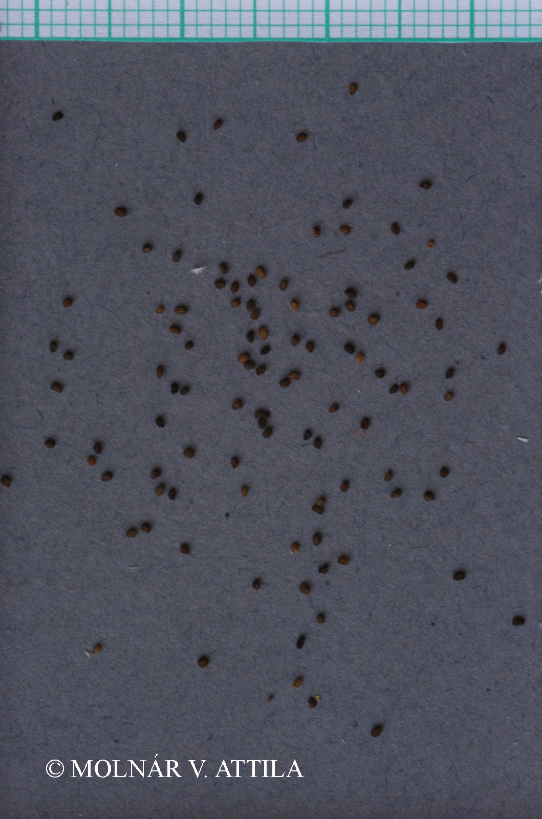 Scrophularia nodosa L.