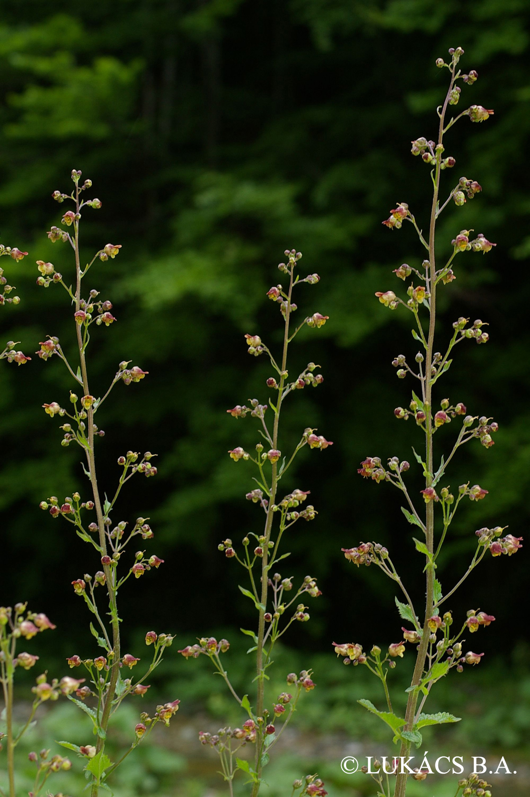 Scrophularia scopolii Hoppe