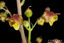 Scrophularia scopolii Hoppe 2.Image