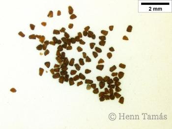 Scrophularia scopolii Hoppe 4.Image
