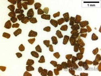 Scrophularia scopolii Hoppe 3.Image