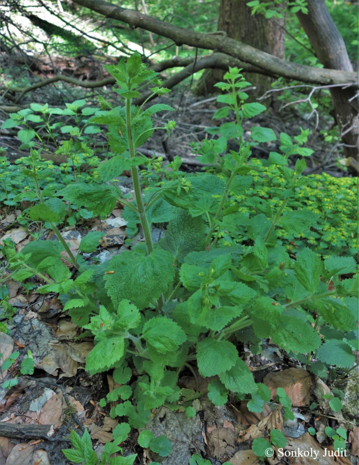 Scrophularia vernalis L.