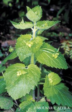 Scrophularia vernalis L. 2.Image