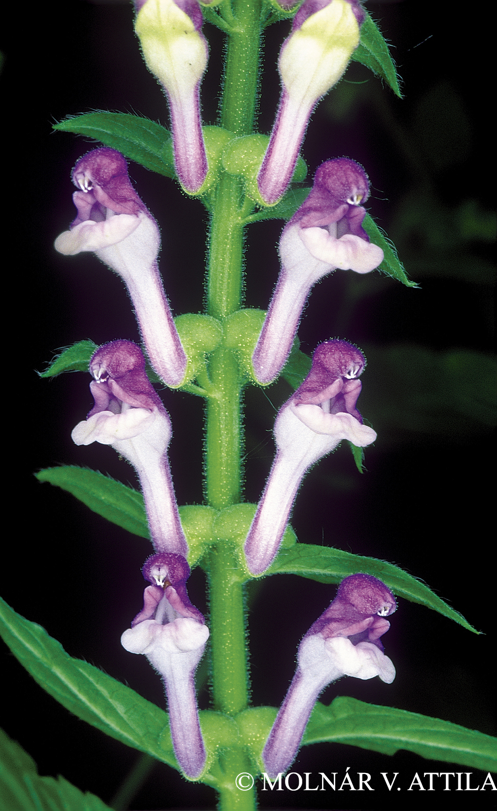Scutellaria altissima L.