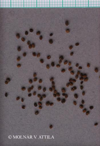 Scutellaria altissima L. 2.Image