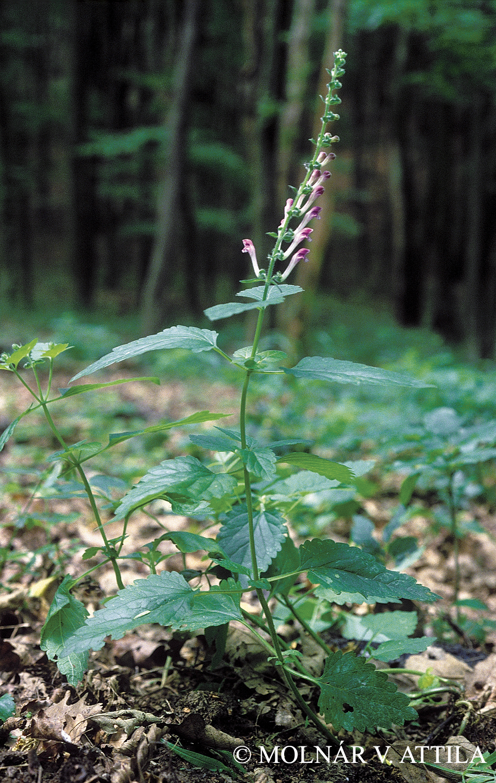 Scutellaria columnae All.