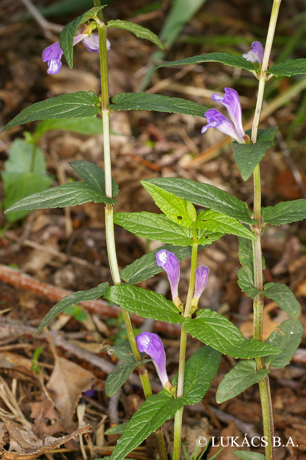 Scutellaria galericulata L.