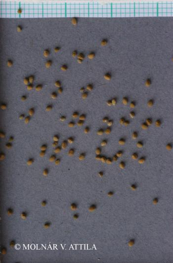 Scutellaria galericulata L. 2.Image
