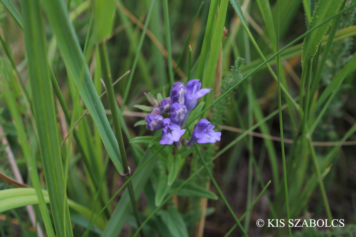 Scutellaria hastifolia L.