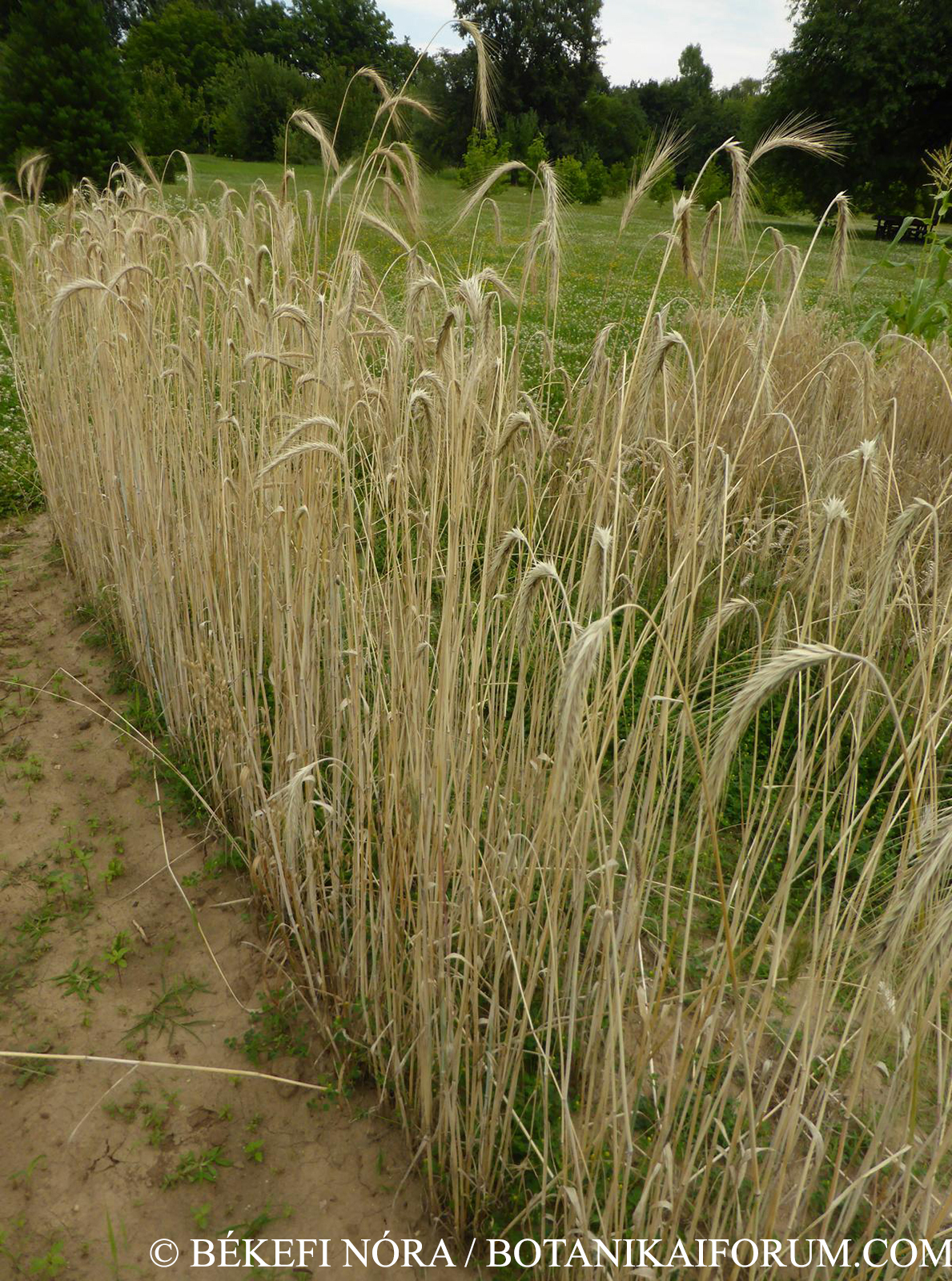 Secale cereale L.