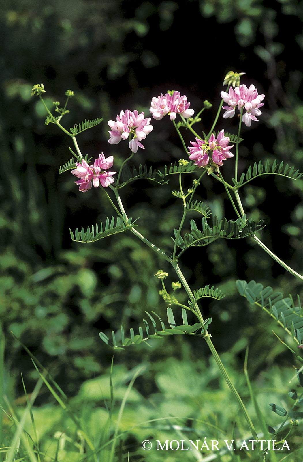 Securigera elegans (Pančić) Lassen