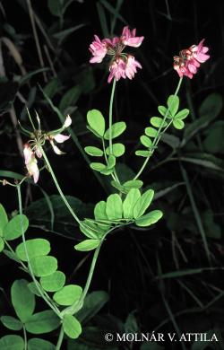 Securigera elegans (Pančić) Lassen 2.Image