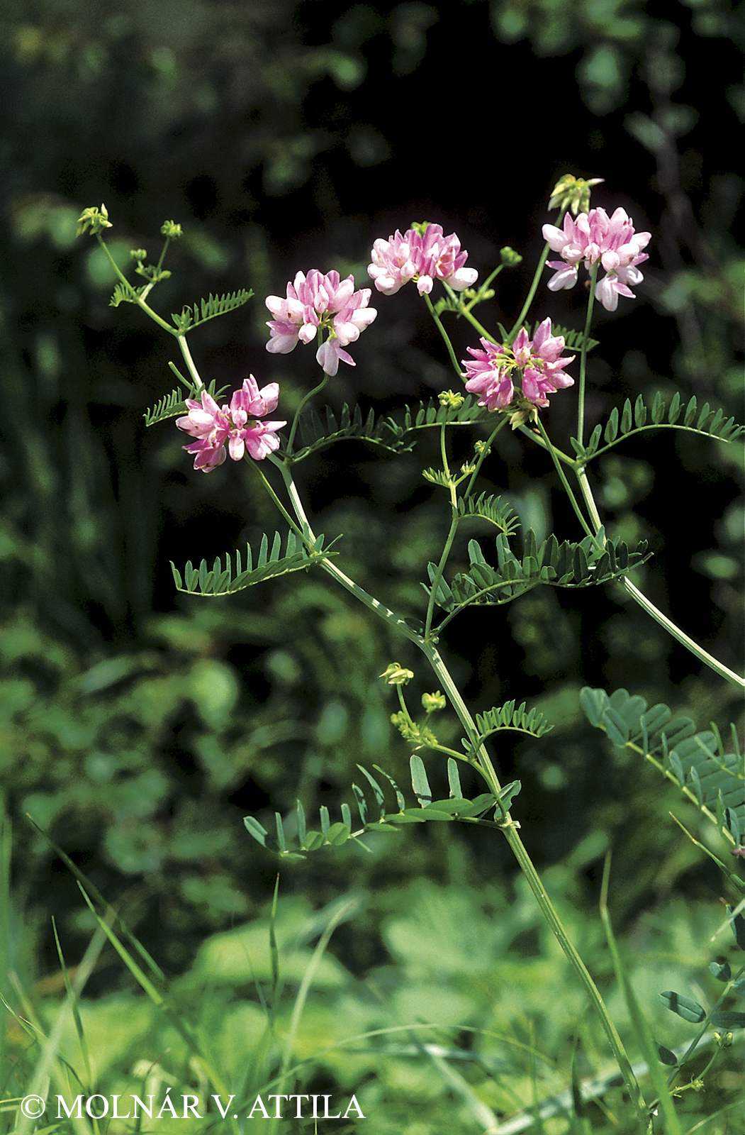 Securigera varia (L.) Lassen