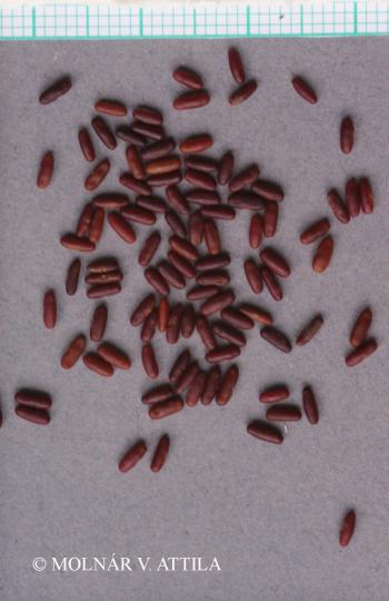 Securigera varia (L.) Lassen 3.Image