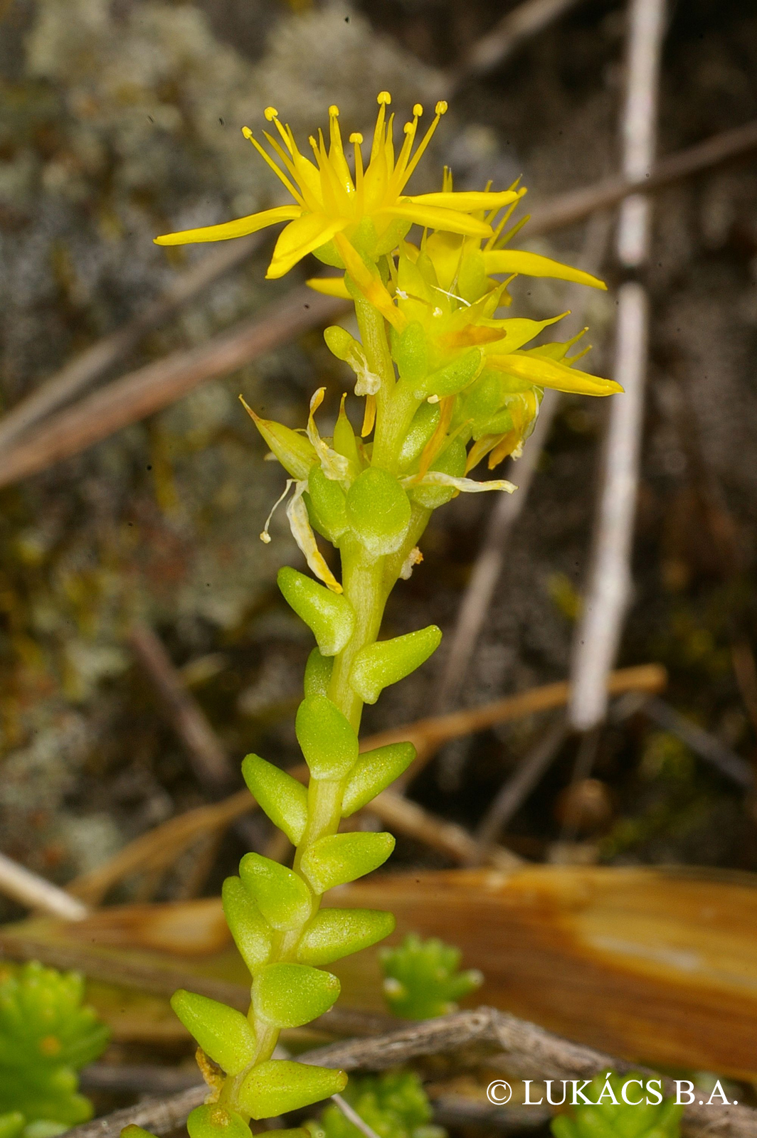 Sedum acre L.
