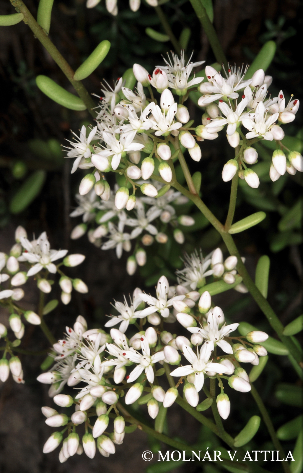Sedum album L.