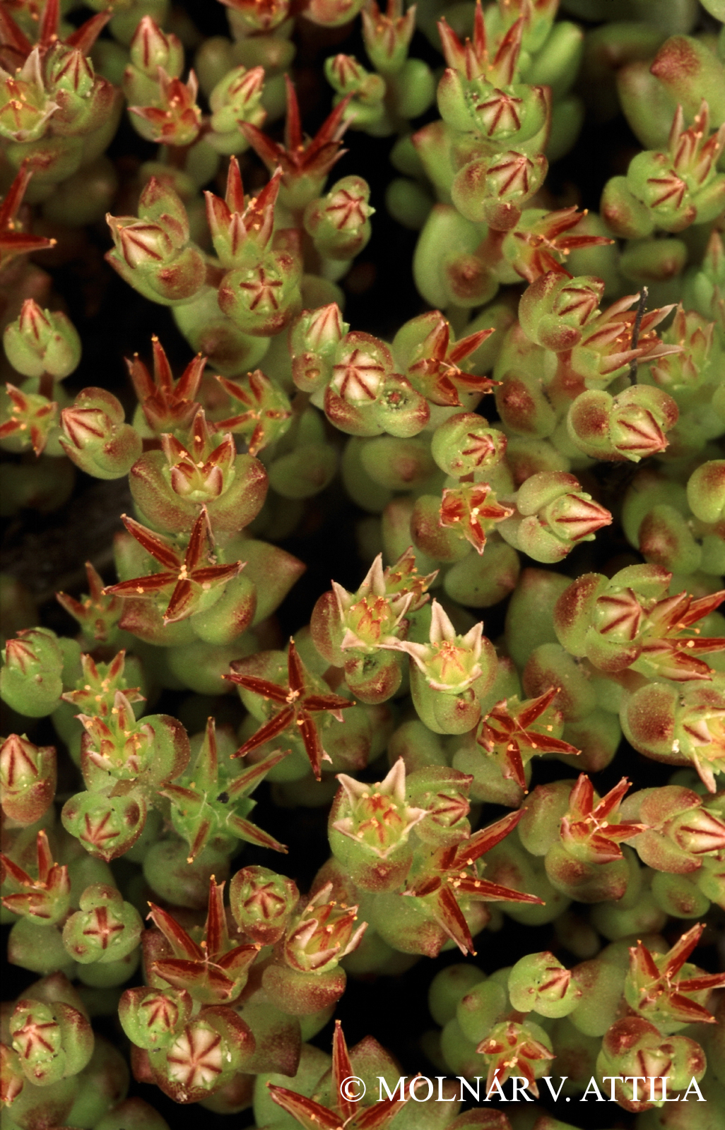 Sedum caespitosum (Cav.) DC.