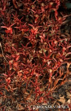 Sedum caespitosum (Cav.) DC. 2.Image
