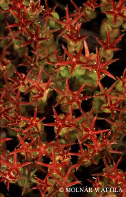 Sedum caespitosum (Cav.) DC. 3.Image