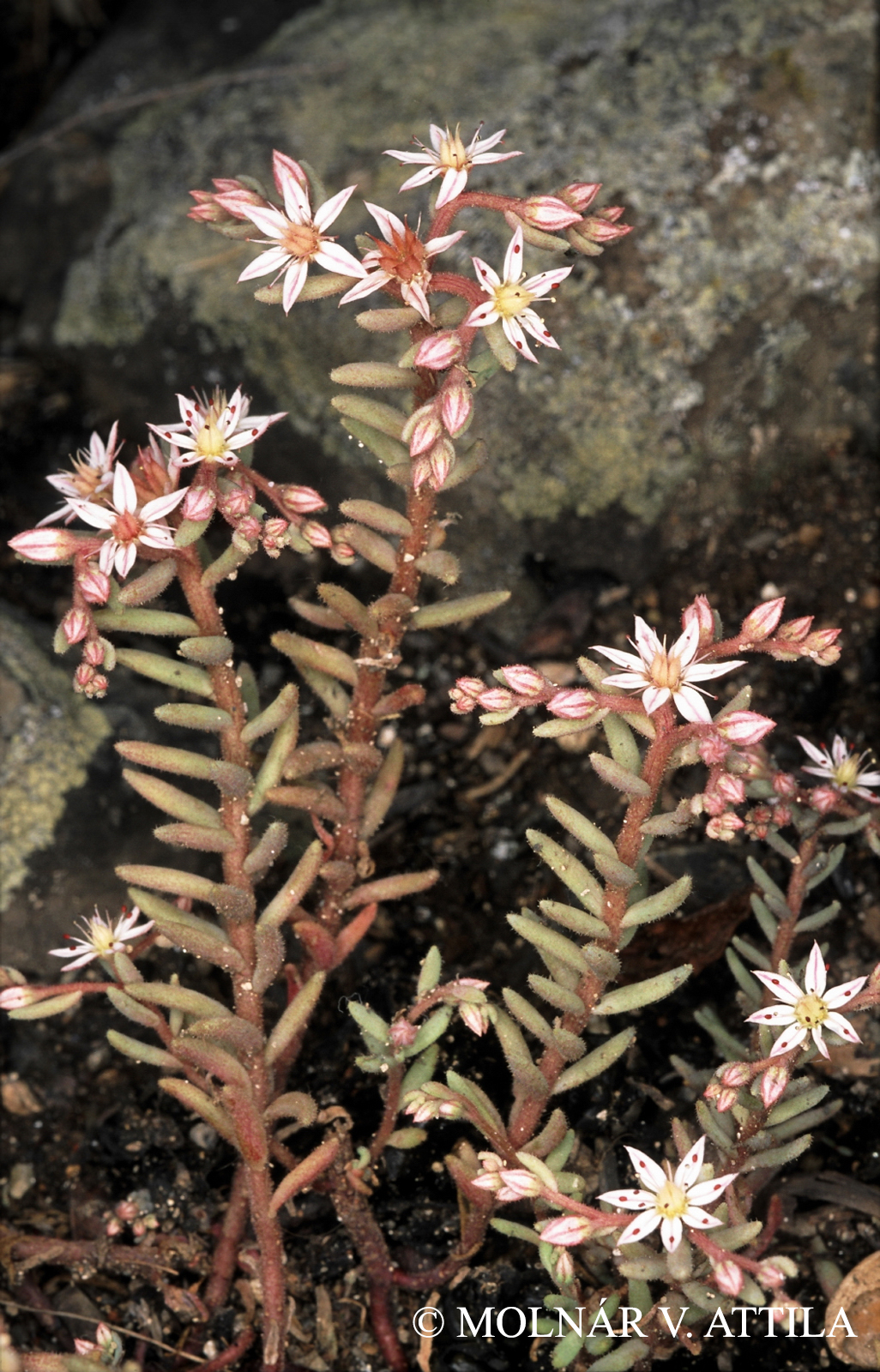 Sedum hispanicum Jusl.