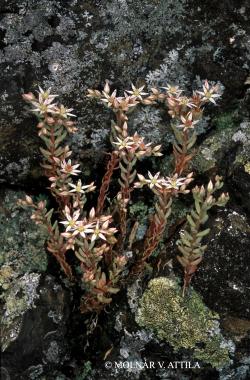 Sedum hispanicum Jusl. 2.Image